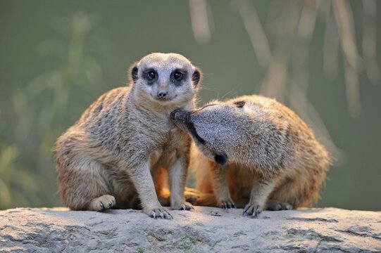 Meerkat (Suricata suricatta), juveniles