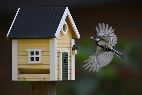 Great tit (Parus major) flies with food in its beak at Swedish bird house, feeding, nesting site, Stuttgart, Baden-W&uuml;rttemberg, Germany