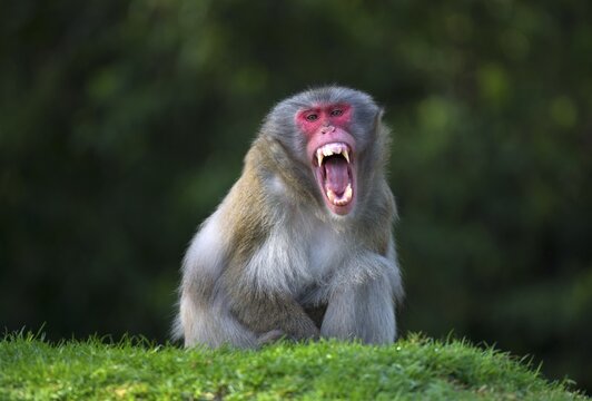Japanese macaque (Macaca fuscata), threatening gesture, shows the teeth, captive
