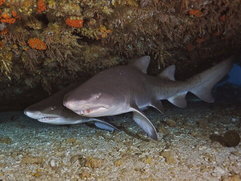 Two sand tiger sharks (Carcharias taurus) in their den. Dive site Protea Banks, Margate, KwaZulu Natal, South Africa