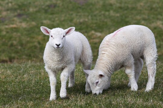 Two lambs, Easter lambs, Domestic Sheep (Ovis ammon f. Aries), twins, Schleswig-Holstein, Germany, Europe
