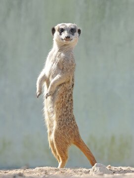 Meerkat (Suricata suricatta)