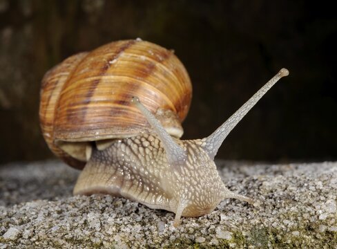 Burgundy, Roman or Edible Snail (Helix pomatia)