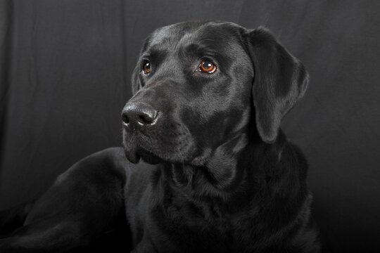 Black Labrador Retriever dog, male, Germany
