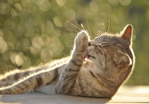 Young grey tabby cat, cleaning its paw