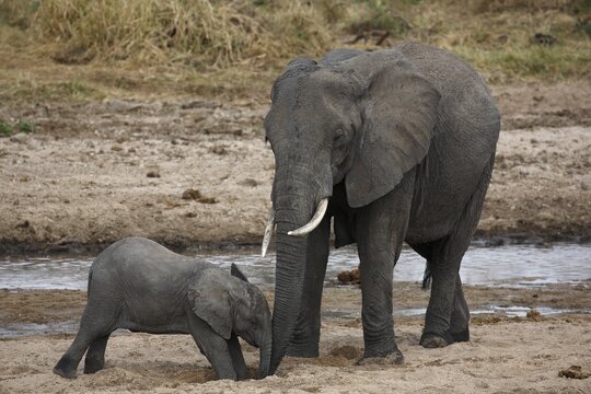 African bush elephants (Loxodonta africana), cow and calf drinking from hole dug in river bed, Tarangire River Tarangire National Park, Tanzania