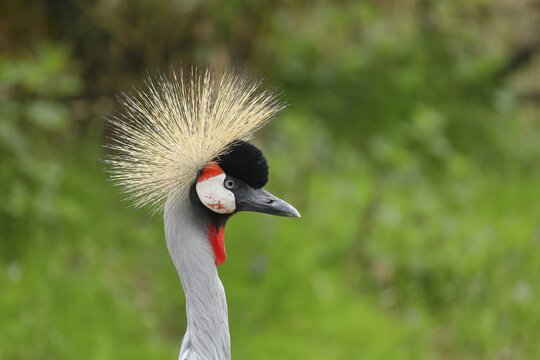 Black crowned crane (Balearica pavonina), portrait, captive, Hesse, Germany