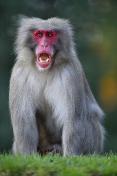 Japanese macaque or snow monkey (Macaca fuscata) with open mouth, threatening gesture, aggressive, captive