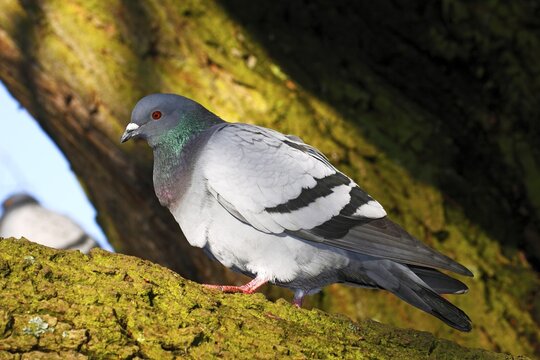 Domestic pigeon (Columba livia forma domestica)