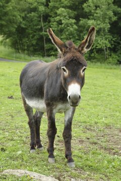 Catalan donkey (catalan asinus) (Catalan: El Burro Catal&agrave;), is an extremely popular, unofficial national symbol of Catalonia, standing in a pasture, Wilden, North Rhine-Westphalia, Germany
