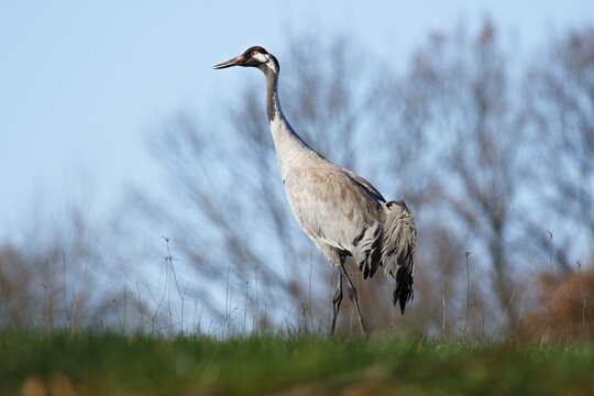 Common crane (Grus grus), adult animal in a meadow in spring, Schaalsee Biosphere Reserve, Mecklenburg-Western Pomerania, Germany