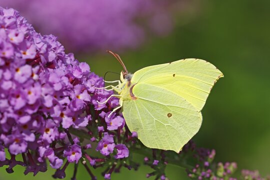 Brimstone (Gonepteryx rhamni), male sucks nectar from flowers, butterfly-bush (Buddleja davidii), Schleswig-Holstein, Germany
