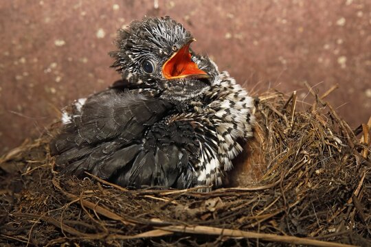 Young Common cuckoo (Cuculus canorus) sitting in the nest, Nestling, Schleswig-Holstein, Germany