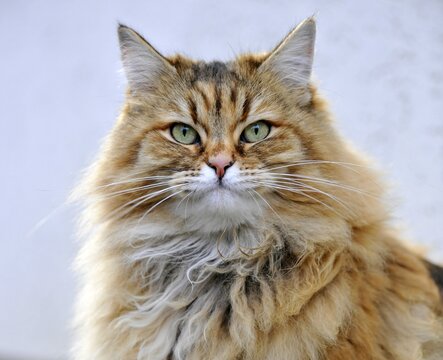 Persian cat