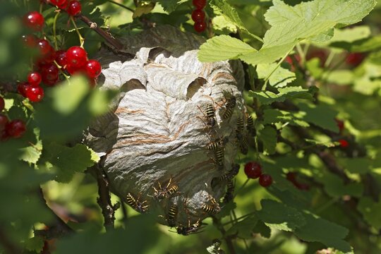 Wasp's nest (Vespula) in red currant (Ribes rubrum), Schleswig-Holstein, Germany