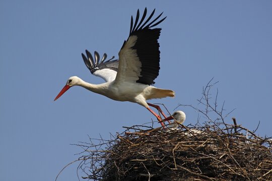 Pair of nesting White Storks (Ciconia ciconia), couple, Adebar, Storchendorf, Bergenhusen, Schleswig-Holstein, Germany