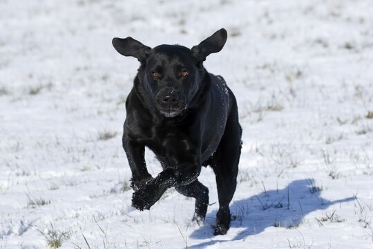 Black Labrador Retriever (Canis lupus familiaris), male dog runs in snow, Germany
