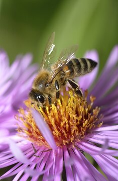 Honey bee (Apis mellifera) sitting on aster (Aster), sucking up nectar, Baden-W&uuml;rttemberg, Germany
