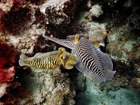 Pair of common cuttlefish (Sepia officinalis), common cuttlefish mating, dive site El Cabron Marine Reserve, Arinaga, Gran Canaria, Spain, Atlantic Ocean