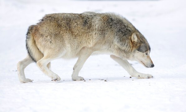 Mackenzie Valley Wolf, Alaskan Tundra Wolf or Canadian Timber Wolf (Canis lupus lycaon) in the snow, displaying low rank with tail tucked between hind legs, attitude of humility