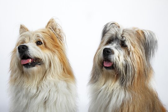 Two Elos, male, portrait, Germany