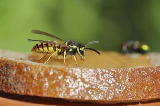 German wasp (Vespula germanica) feeding on a jam sandwich, Wilden, North Rhine-Westphalia, Germany