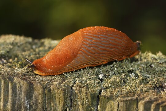 Spanish slug (Arion vulgaris) on mossy tree trunk, garden pest, Schleswig-Holstein, Germany