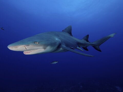 Lemon shark (Negaprion brevirostris) in backlight, off Jupiter, Florida, USA