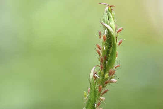 Rose Aphids (Macrosiphum rosae), colony, pest on the stem of a Rose (Rosa)
