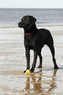 Wet black Labrador Retriever dog (Canis lupus familiaris) at the dog beach, male, domestic dog