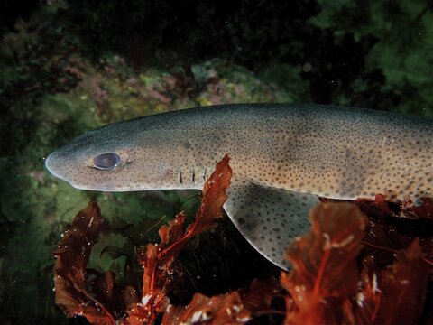 Small-spotted catshark (Scyliorhinus canicula), Dingle Peninsula dive site, Co. Kerry, Irish Sea, North Atlantic, Ireland