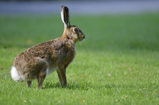 Hare (Lepus europaeus), Stuttgart, Baden-Wuerttemberg, Germany, Europe