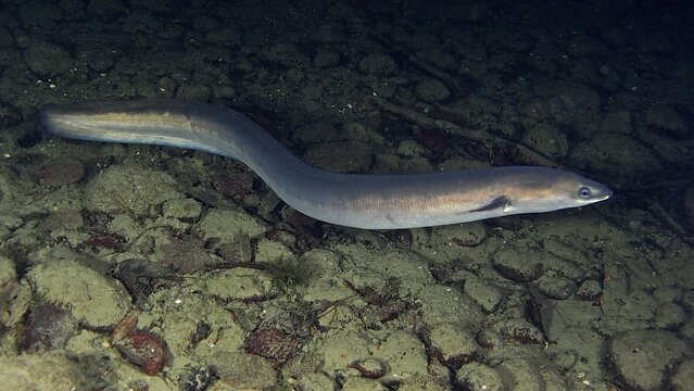 European eel (Anguilla anguilla) at night, Zollbr&uuml;cke dive site, Rheinau, Rhine, Hochrhein, Switzerland, Germany