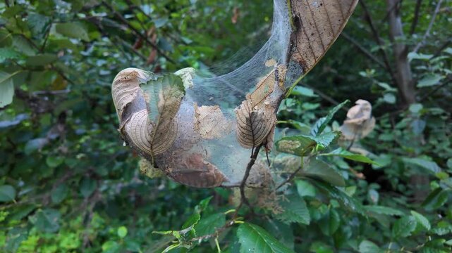 4K close up smooth stabilized action camera footage of a caterpillar silk nest covering tree branches with dozens of larvae feeding on leaves near Yale Lake, Washington, USA in summer