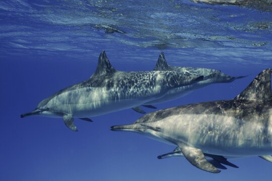 School, Group of spinner dolphin (Stenella longirostris), Spinner Dolphin, Spinner Dolphin, Sataya Reef Dive Site, Dolphin House, Red Sea, Egypt
