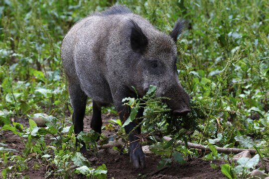 Wild boar (Wild boar) wears Common sorrels (Rumex acetosa) in the mouth, captive, Schleswig-Holstein, Germany
