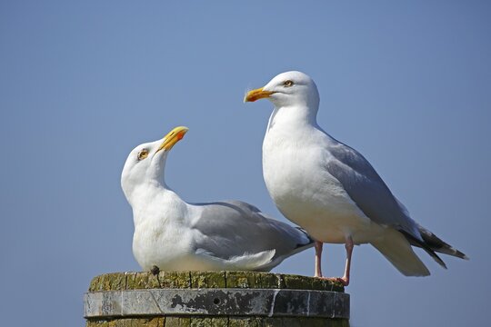 European herring gulls (Larus argentatus), Animal pair sitting on pillars, North Sea coast, Schleswig-Holstein, Germany