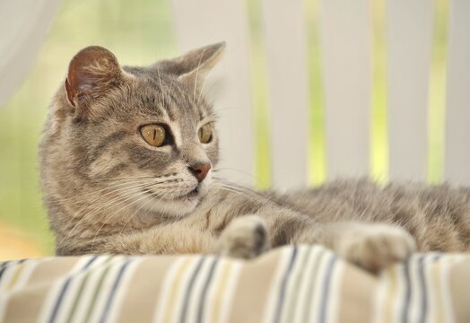 Young grey-tigered cat lying on apillow