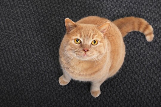 British short-hair cat sitting on carpet and looking up, Schleswig-Holstein, Germany