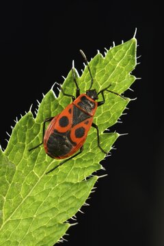 Common Firebug (Pyrrhocoris apterus), macro shot, Baden-W&uuml;rttemberg, Germany
