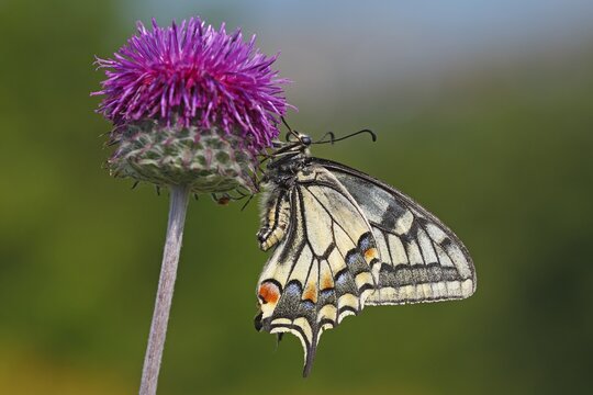 Swallowtail (Papilio machaon) sitting on flower of knapweed (Centaurea scabiosa), Balaton Uplands National Park, Balaton Felvid&eacute;ki Nemzeti Park, Lake Balaton, Hungary