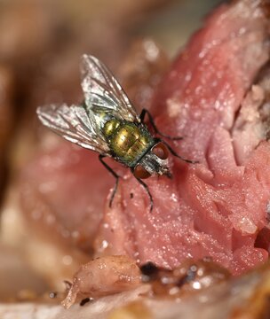 Common greenbottle (Lucilia caesar) fly, also blowfly, sitting on meat