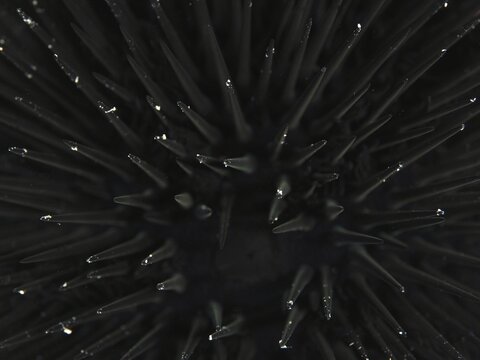 Close-up of the spines of an Arbacia lixula in the Mediterranean Sea near Hy&egrave;res, dive site Giens Peninsula, Provence Alpes C&ocirc;te d'Azur, France