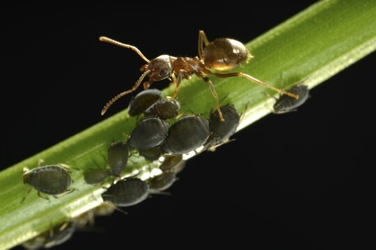 Aphids (Aphidoidea) being milked by an Ant (Formidicae), beneficial insects and pests, macro shot, Baden-W&uuml;rttemberg, Germany