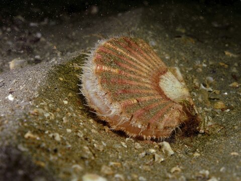 Scallop (Pecten maximus), underwater, Rinvyle dive site, Co. Galway, Irish Sea, North Atlantic, Ireland