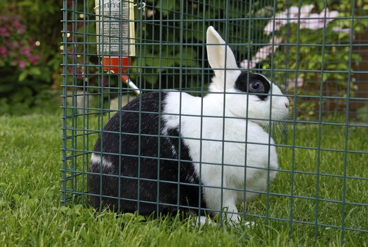 Dwarf Rabbit kept in a cage in a garden