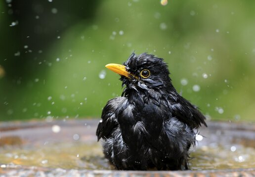 Male Blackbird (Turdus merula) bathing