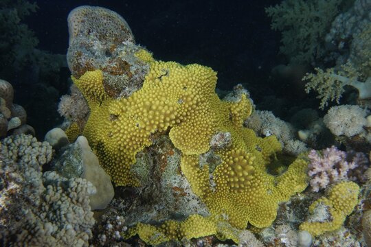 Sulphur Leather Coral (Rhytisma fulvum), Leather Coral, Dive Site House Reef, Mangrove Bay, El Quesir, Red Sea, Egypt