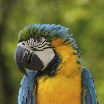 Blue and yellow macaw (Ara ararauna), animal portrait, captive, Herborn-Uckersdorf Zoo, Hesse, Germany