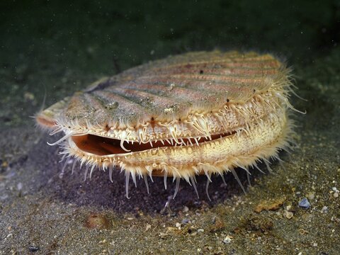 Great scallop (Pecten maximus) underwater, Rinvyle dive site, Co. Galway, Irish Sea, North Atlantic, Ireland